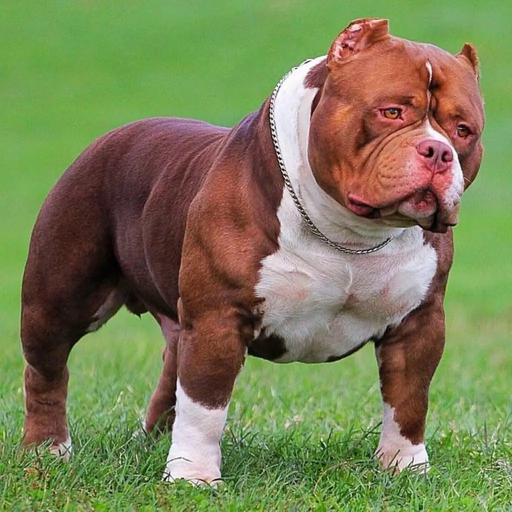 American Bully foto 2
