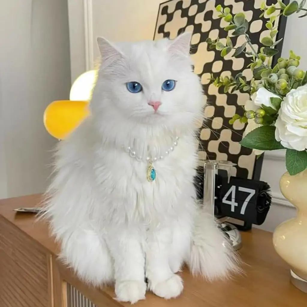 Gato de raza Angora Turco