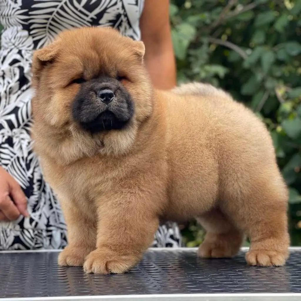 Chow Chow foto 4