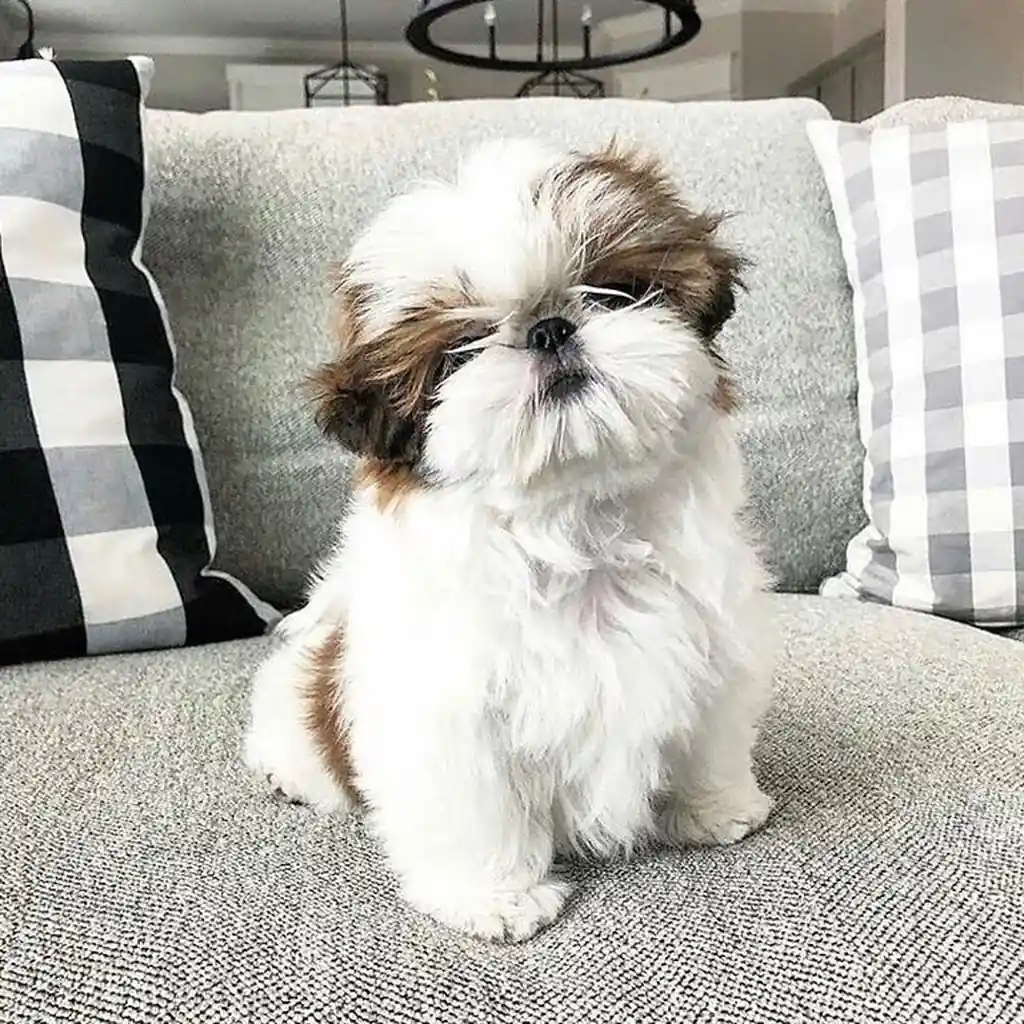 Shih Tzu foto 6