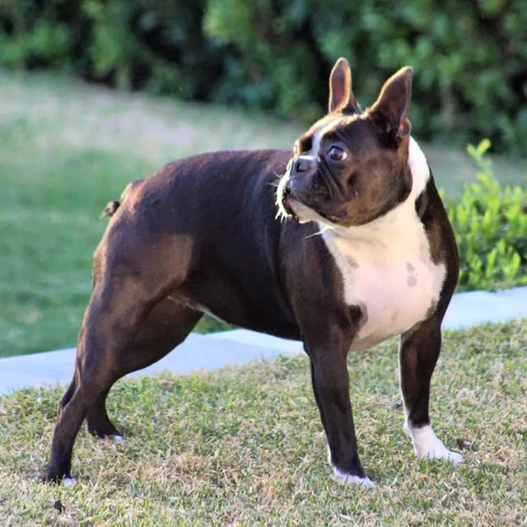 Cachorro de Boston Terrier