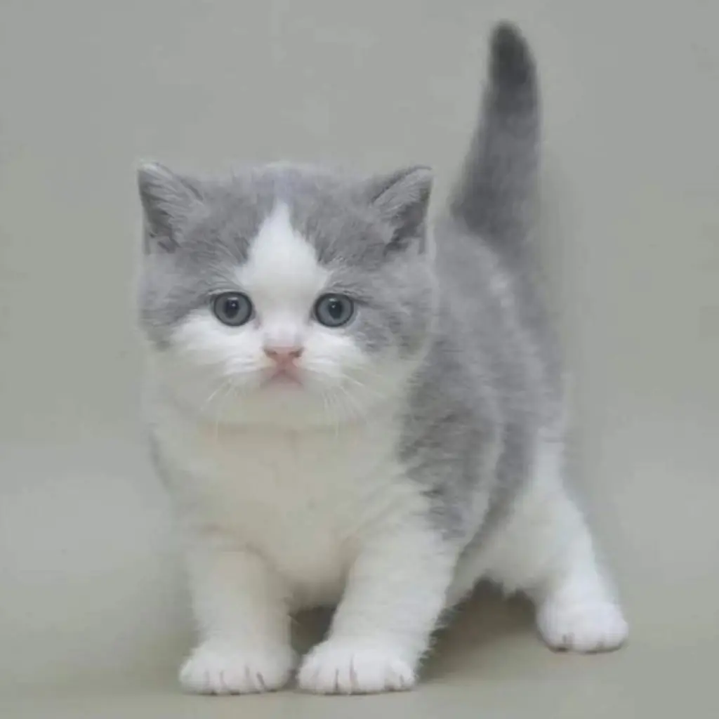 Munchkin foto 2