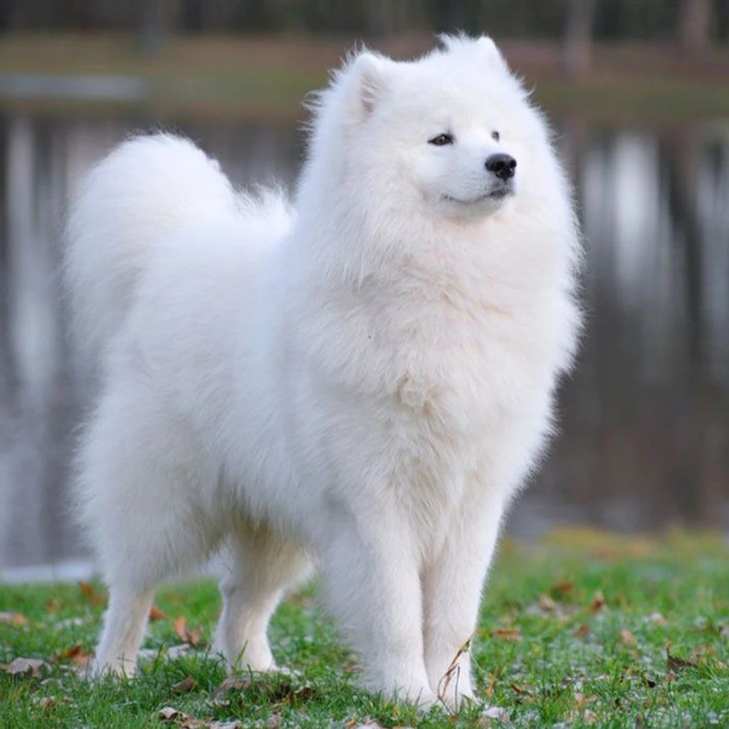 Samoyedo foto 2