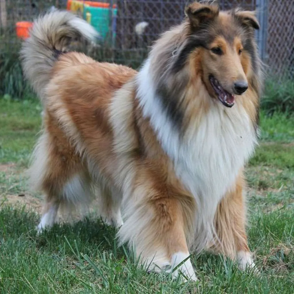 Pastor Collie foto 4