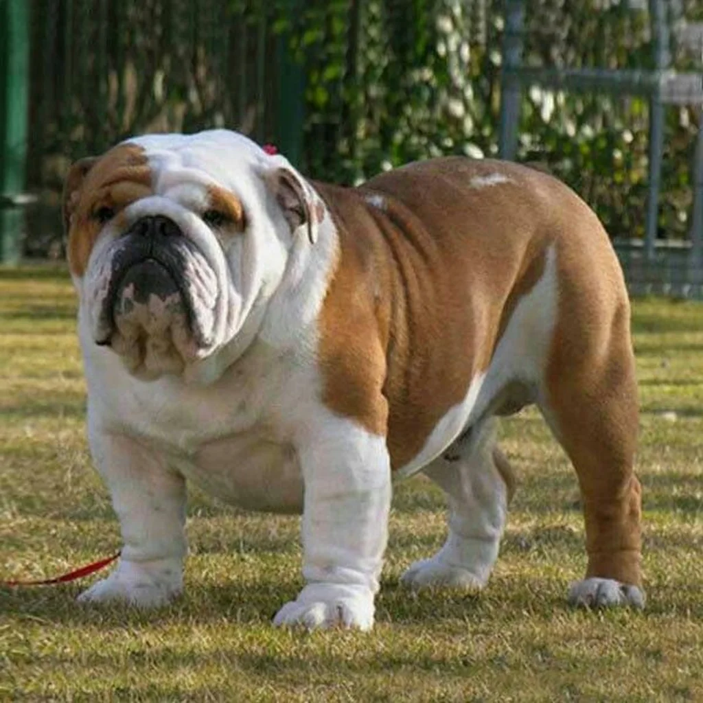 Bulldog Inglés foto 5