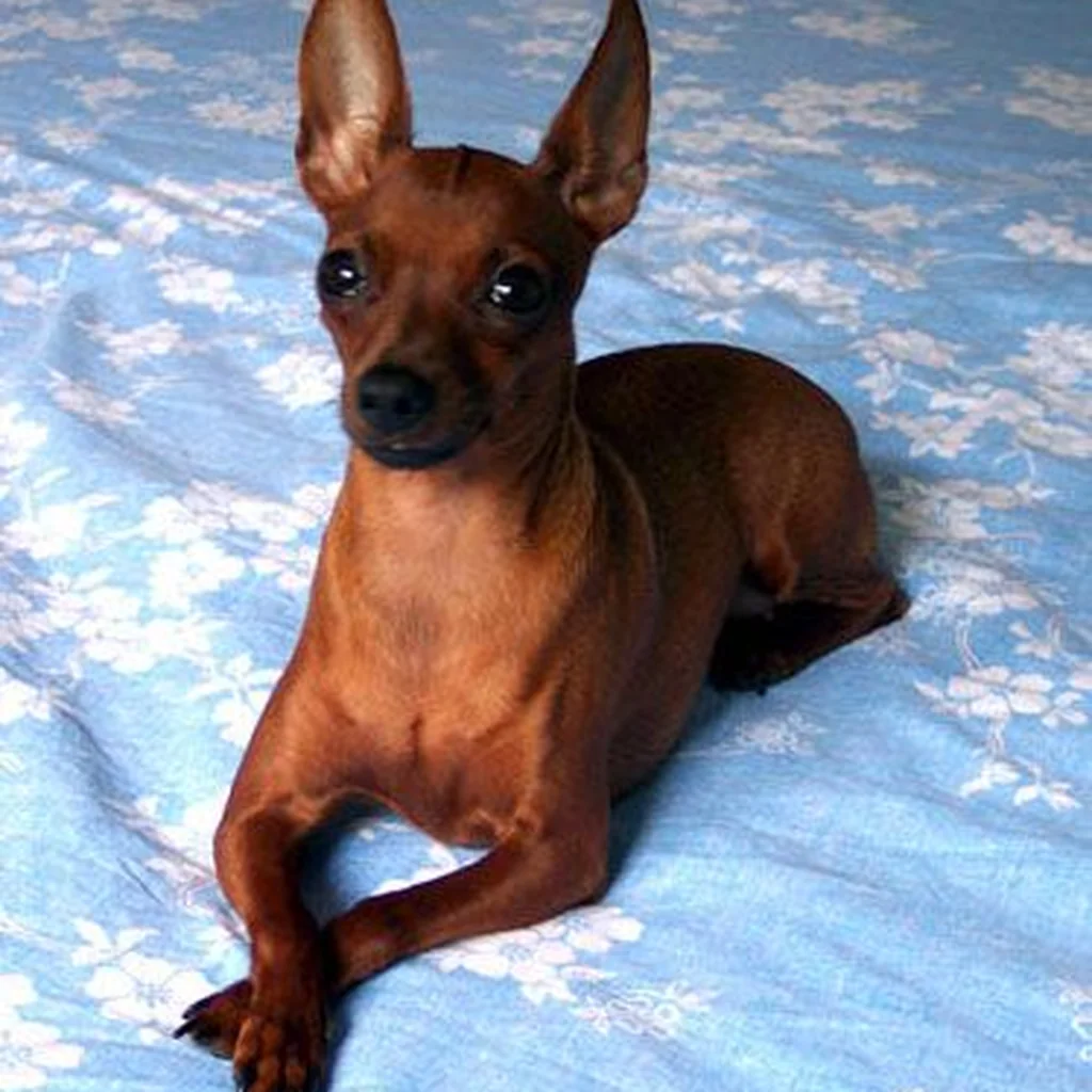 Pinscher Miniatura foto 5