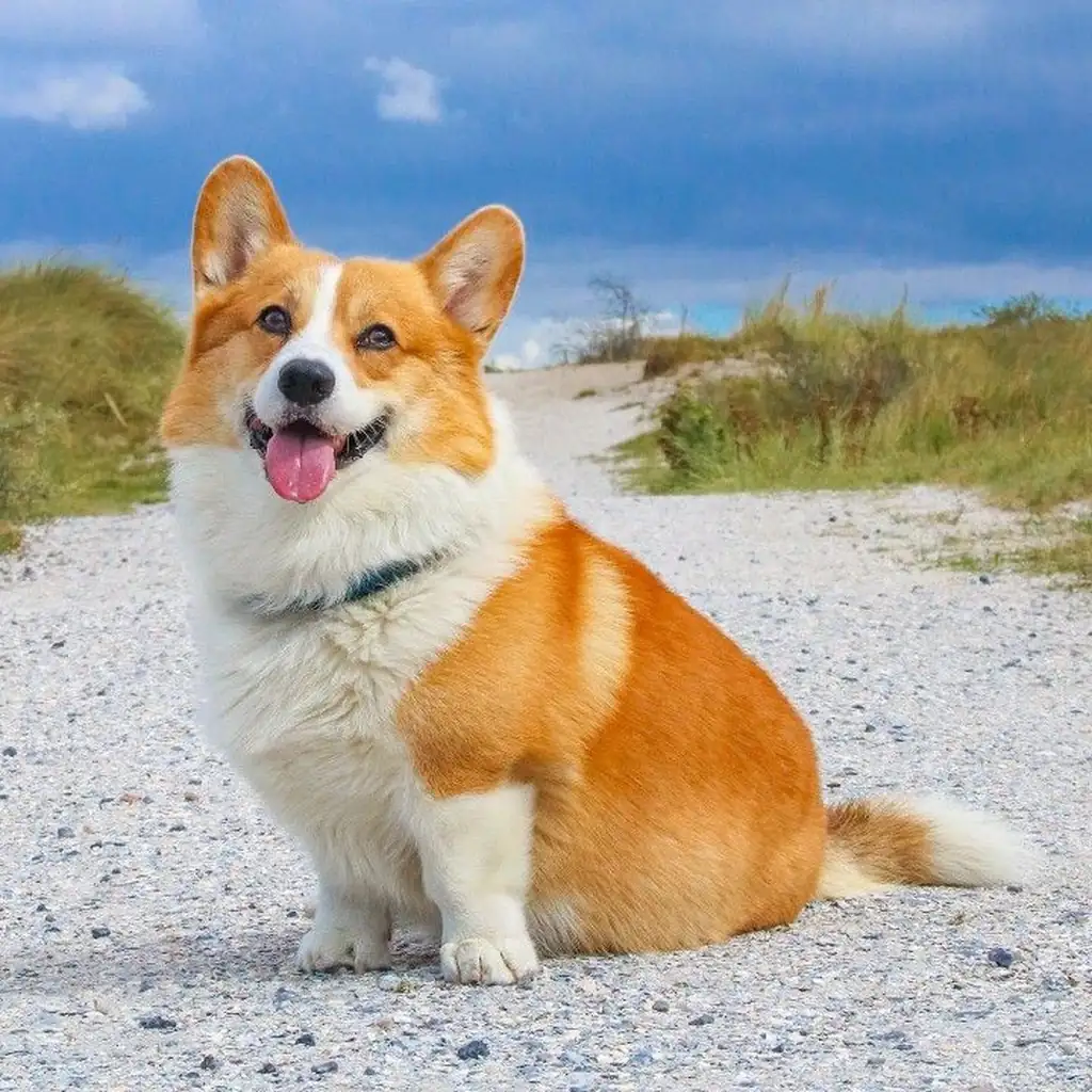 Cachorro de Corgi Galés de Pembroke