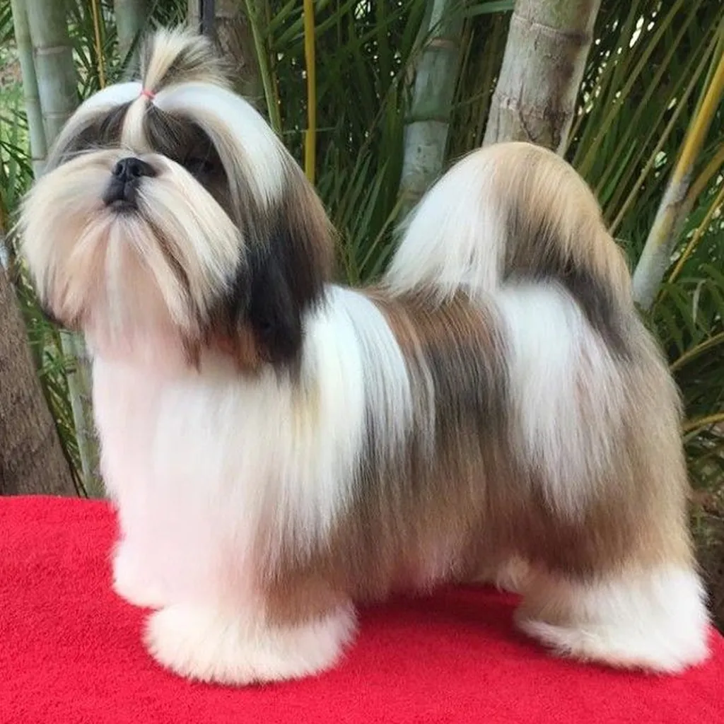 Razas Pequeñas - cachorro 1