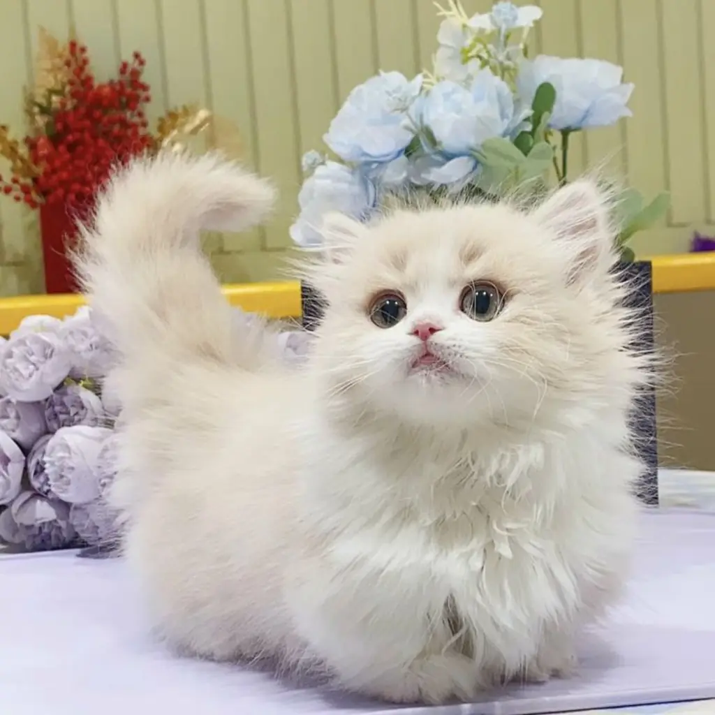 Munchkin foto 4