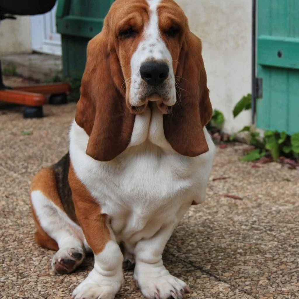 Basset Hound foto 5