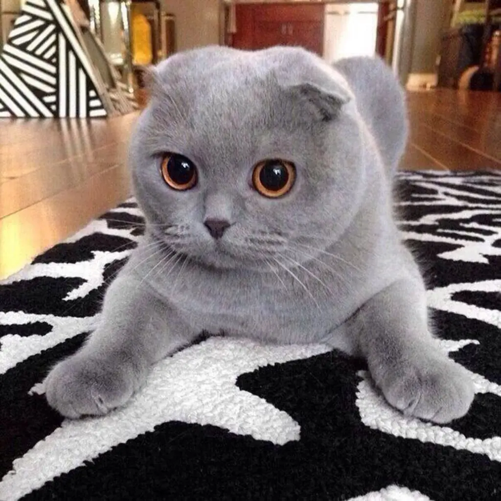 Scottish Fold foto 5