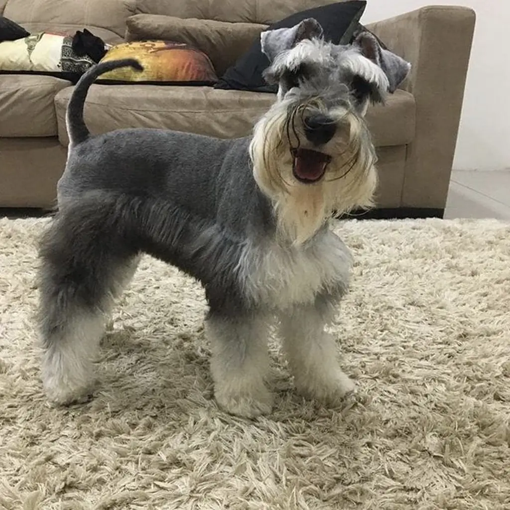 Schnauzer foto 5