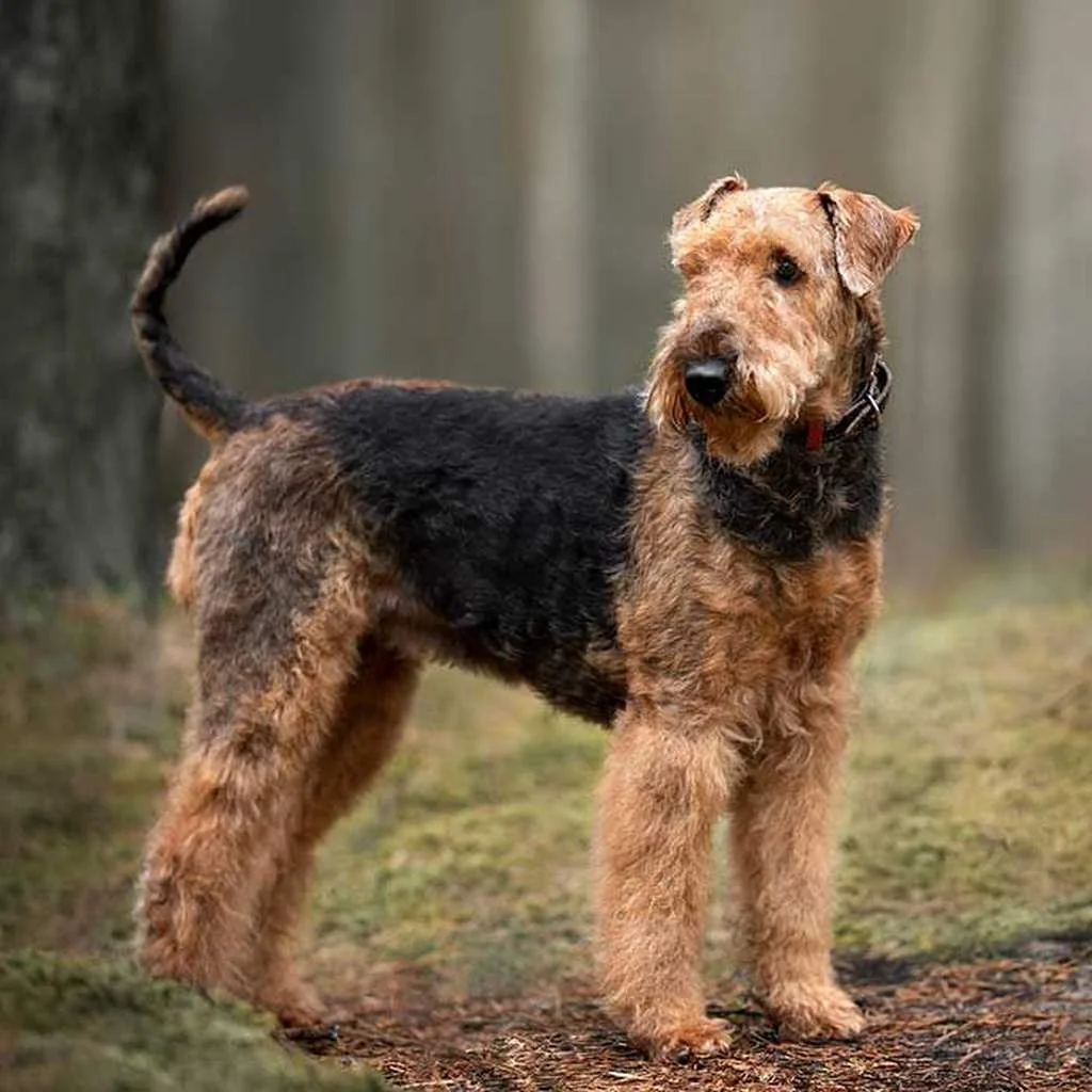 Airedale Terrier foto 2