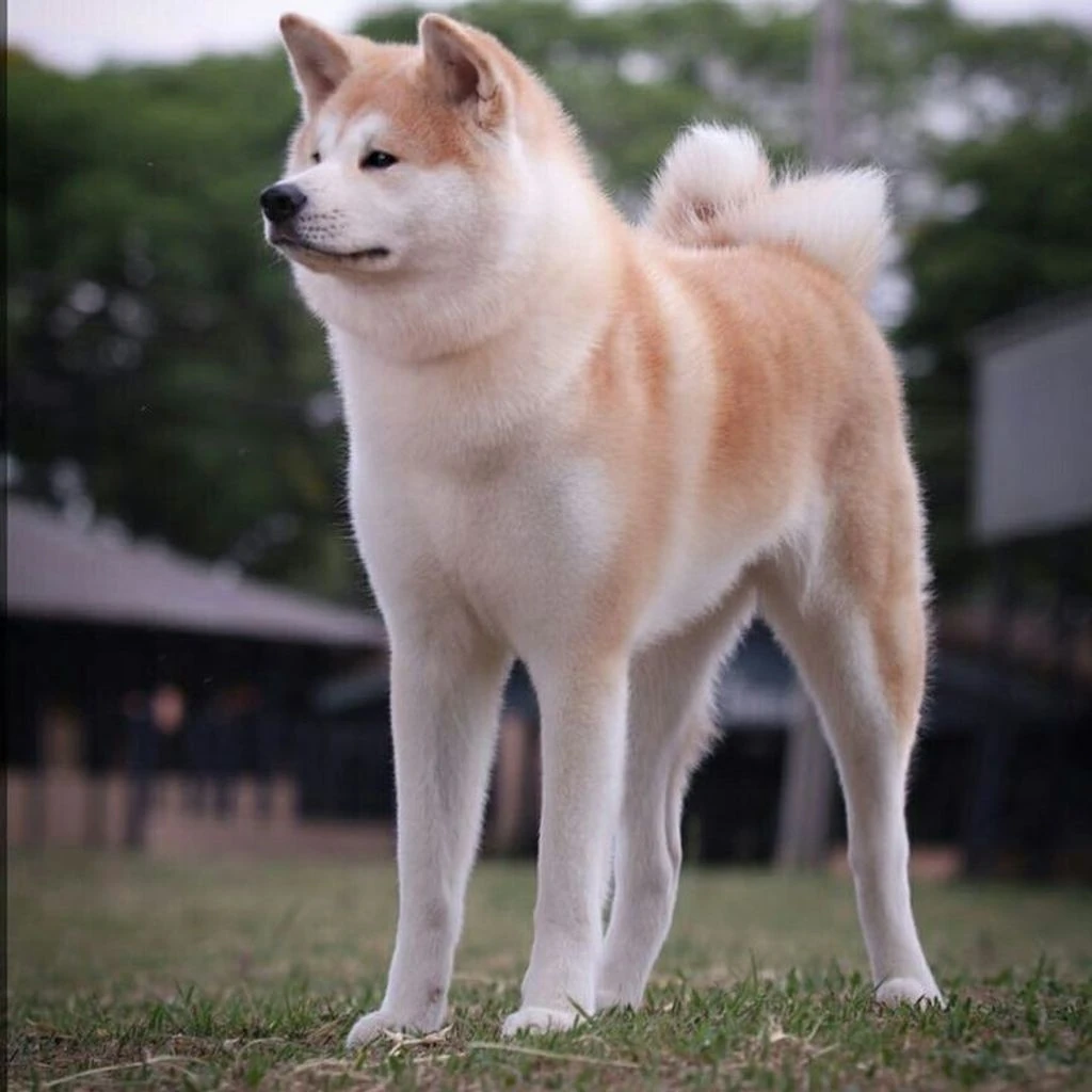 Akita Inu foto 2