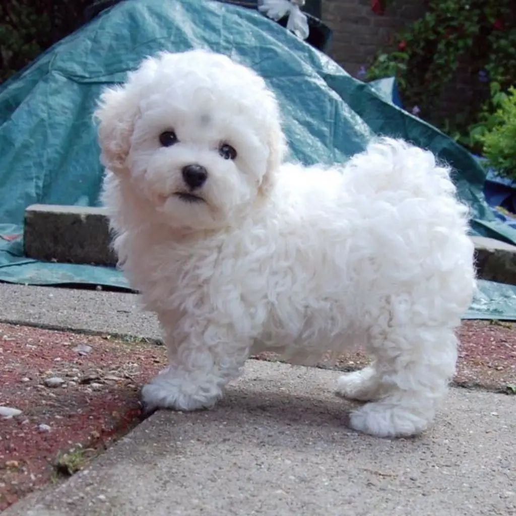 Poodle Mini Toy foto 4
