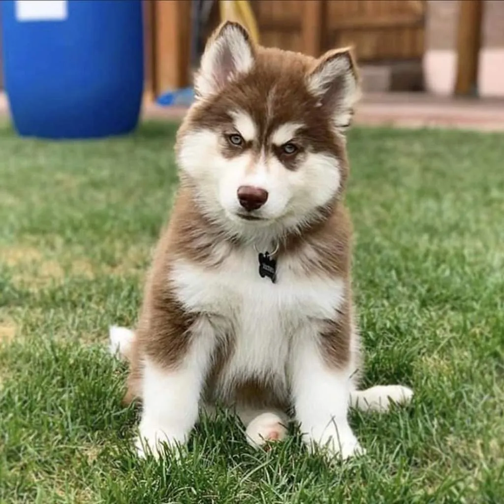 Husky Siberiano foto 6