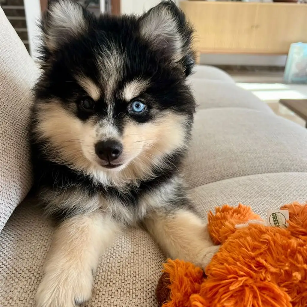 Pomsky foto 6