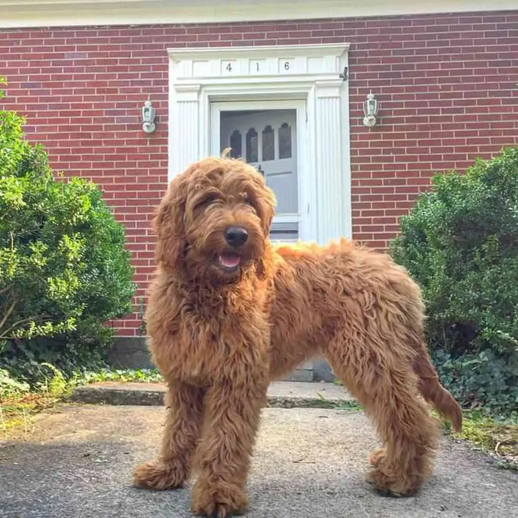 Golden Doodle foto 2
