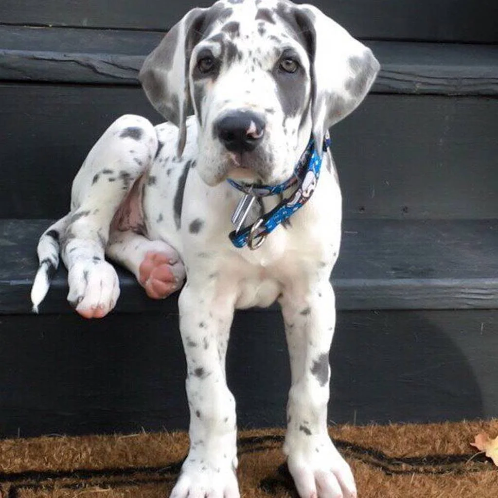 Cachorro de Gran Danés
