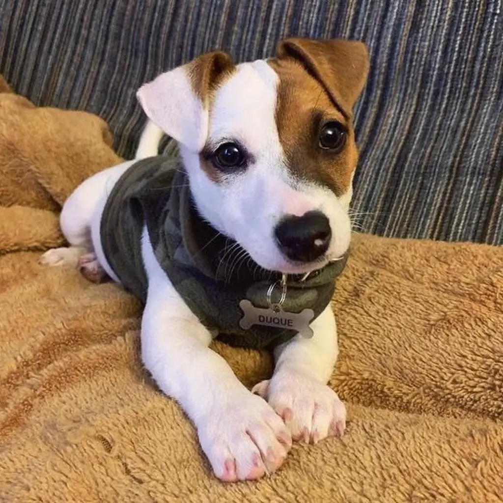 Jack Russell Terrier foto 3