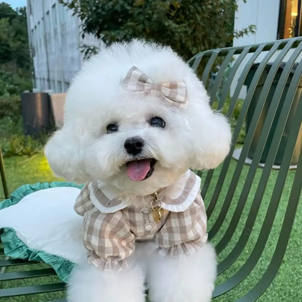 Cachorro de Poodle Mini Toy