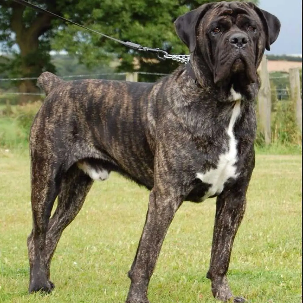 Cachorro de Cane Corso