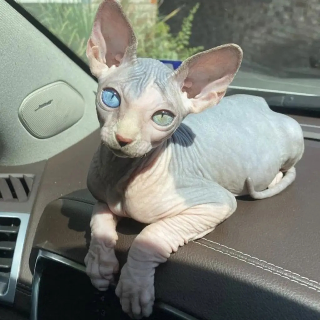 Gato de raza Esfinge (Sphynx)