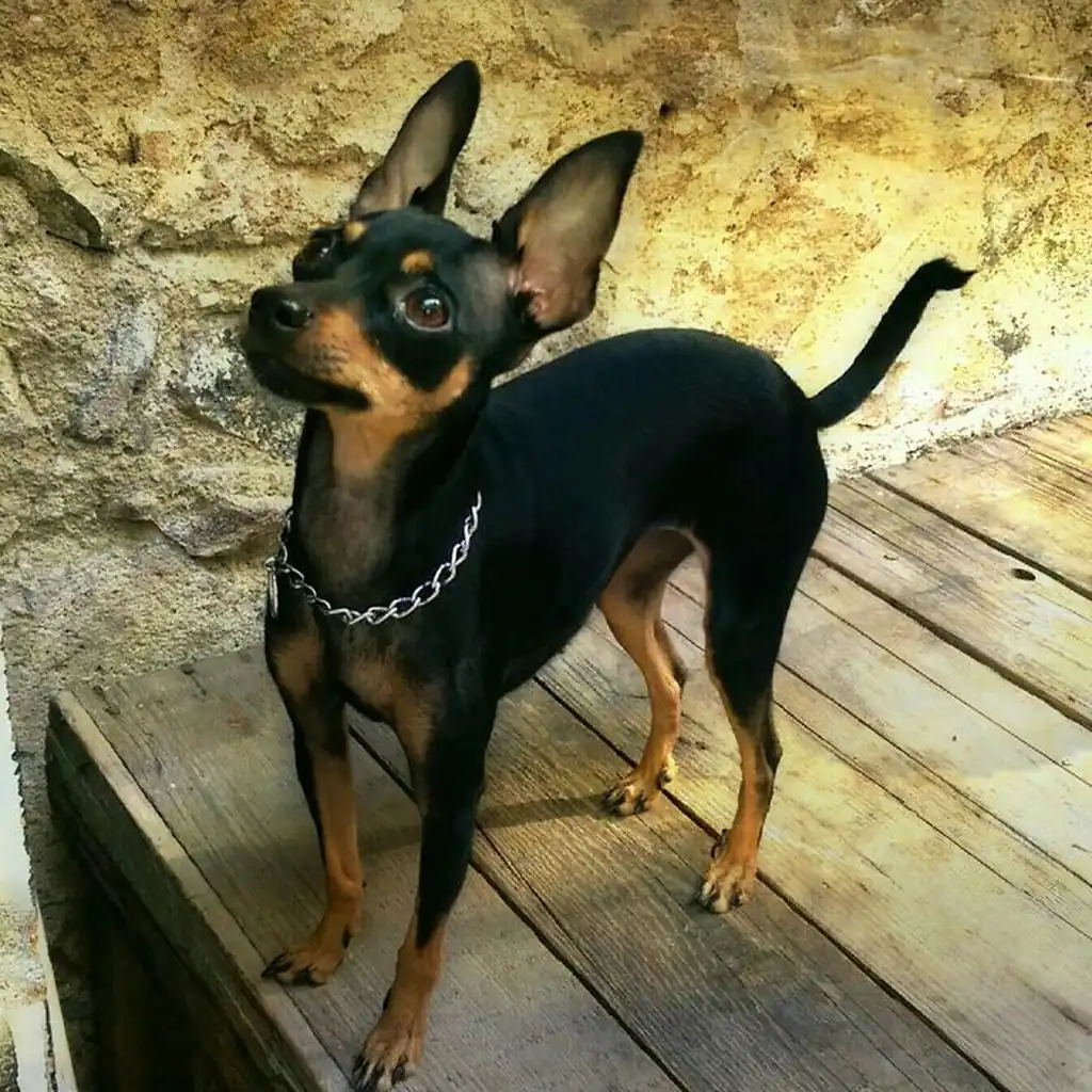 Pinscher Miniatura foto 2