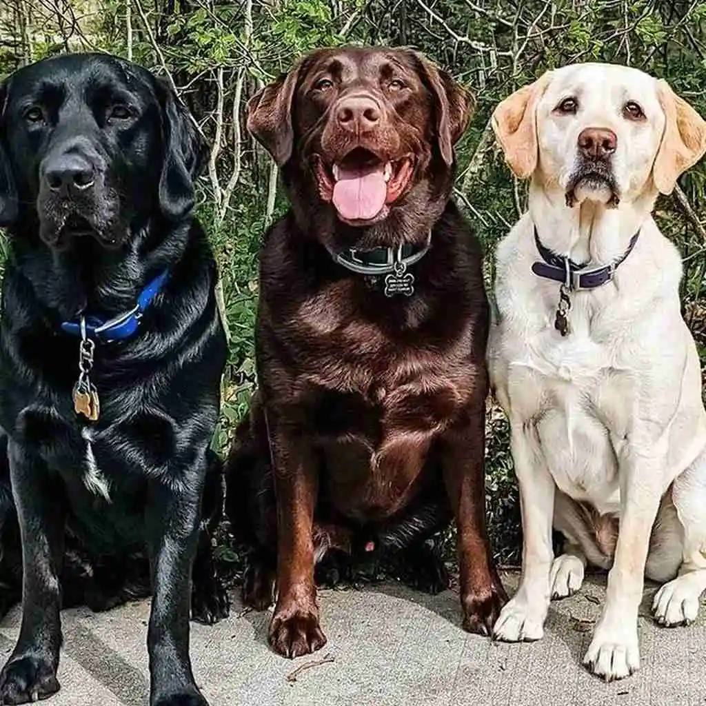 Labrador Retriever foto 5