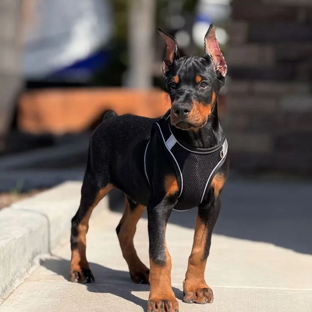 Doberman foto 4