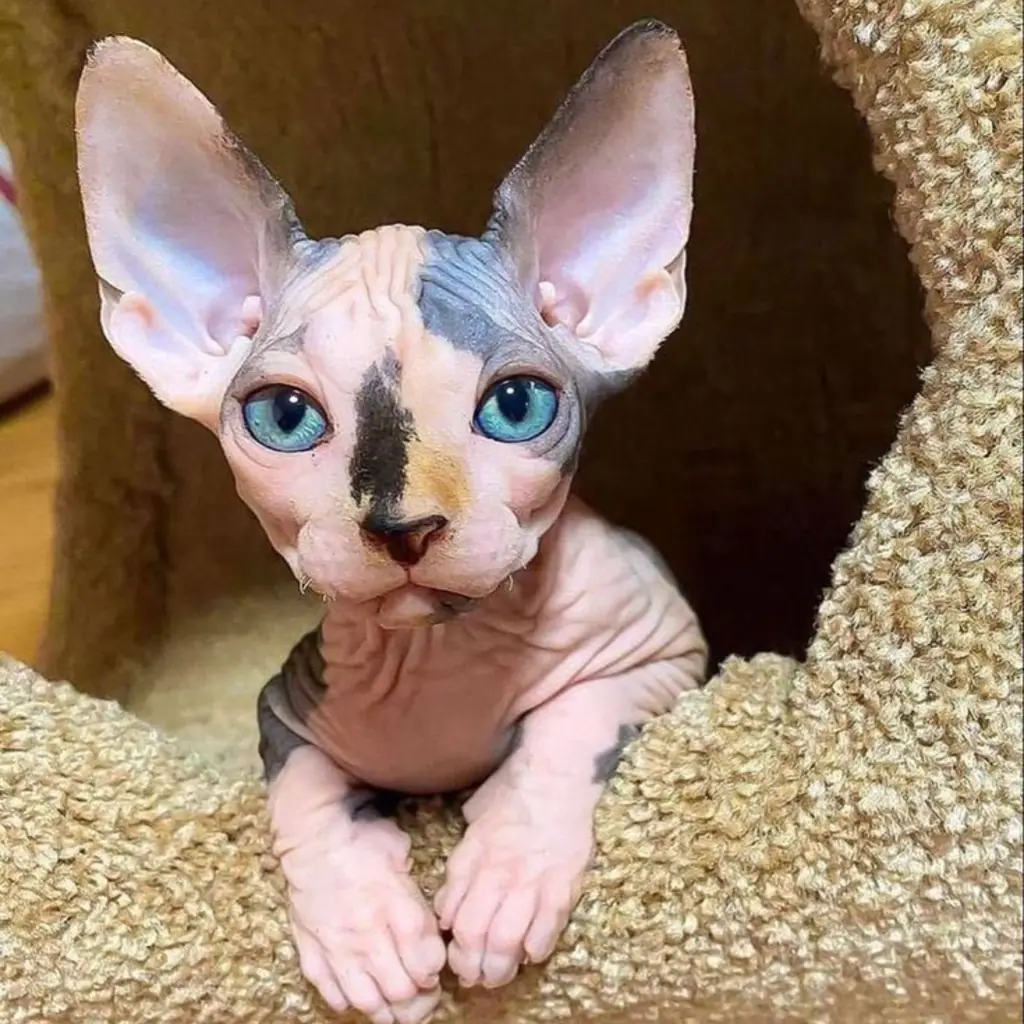 Esfinge (Sphynx) foto 5