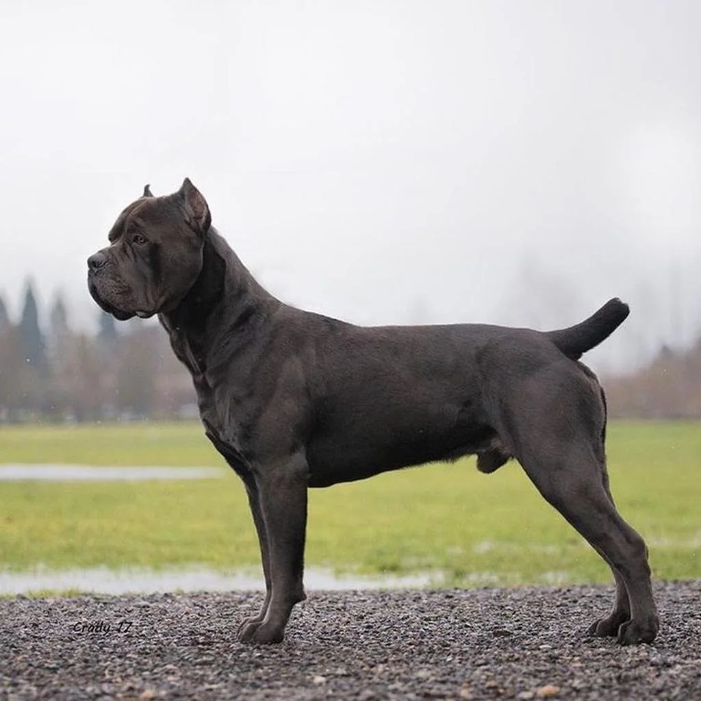 Cane Corso foto 4