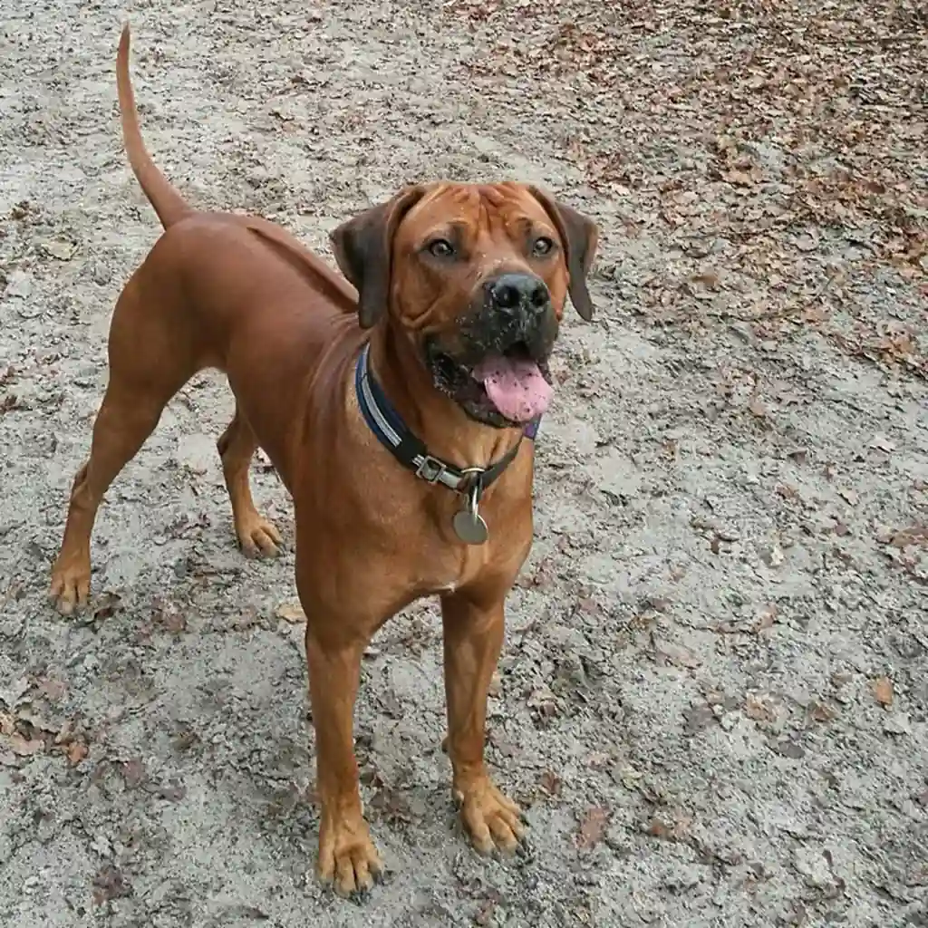 Rhodesian Ridgeback foto 5