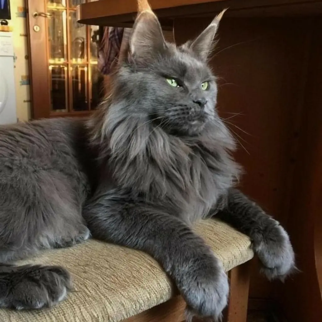 Maine Coon foto 3