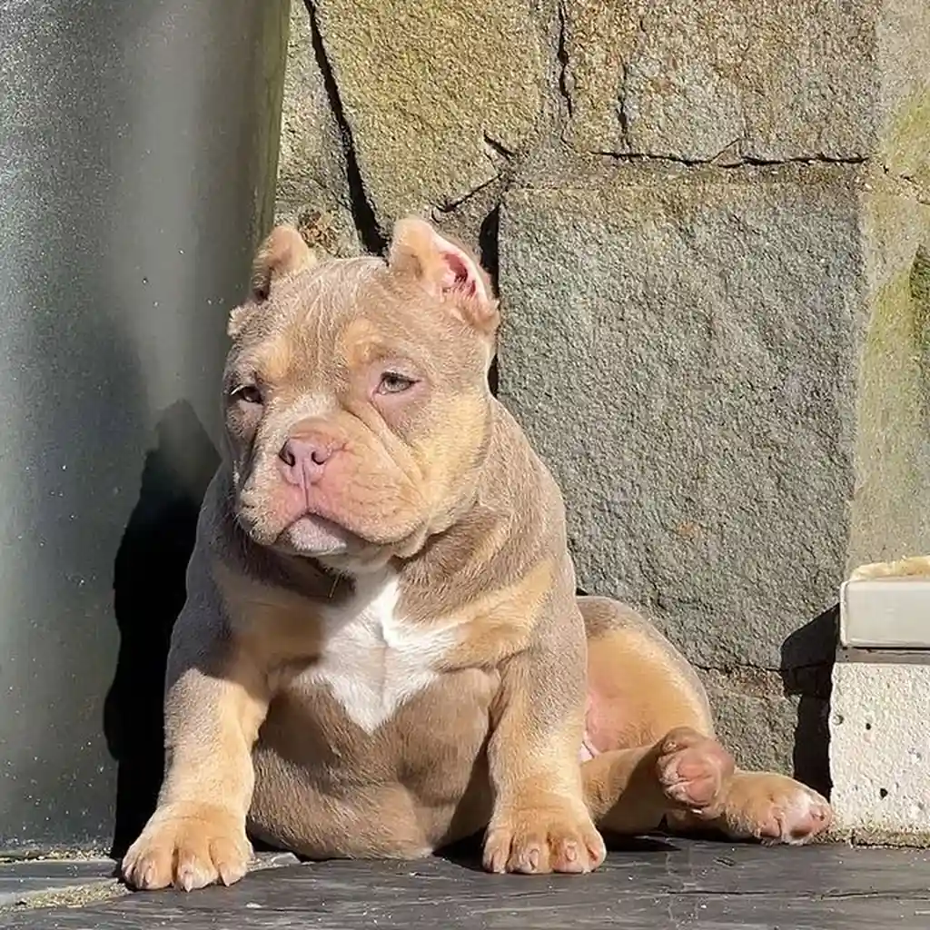 American Bully foto 4