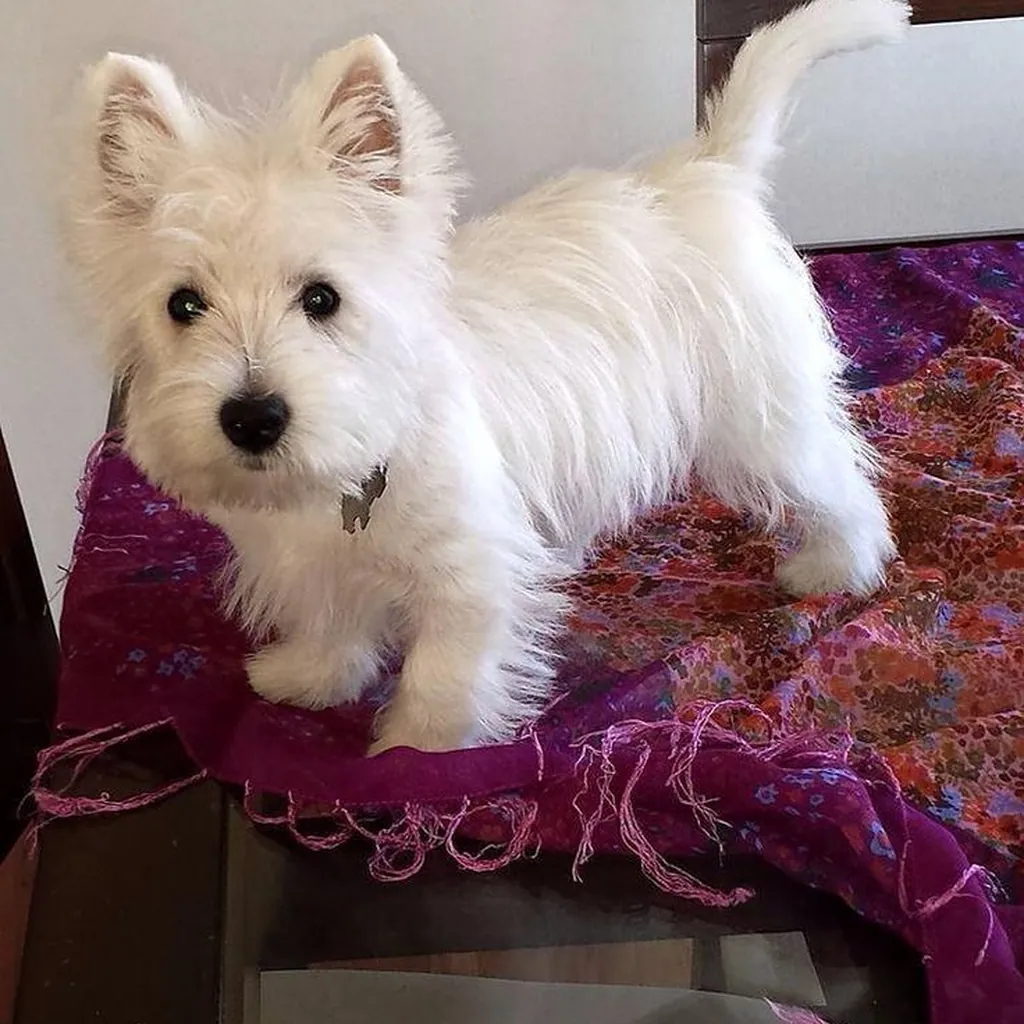 West Highland White (Westy) foto 4