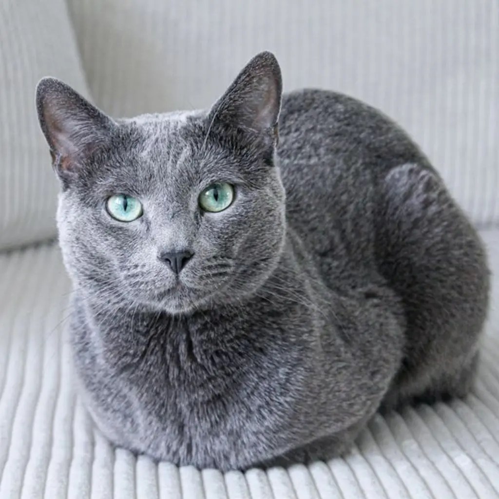 Gato de raza Ruso Azul
