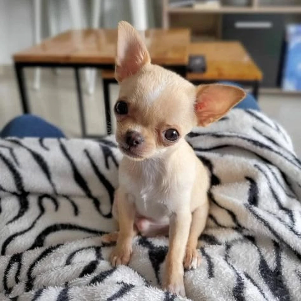 Chihuahua foto 3