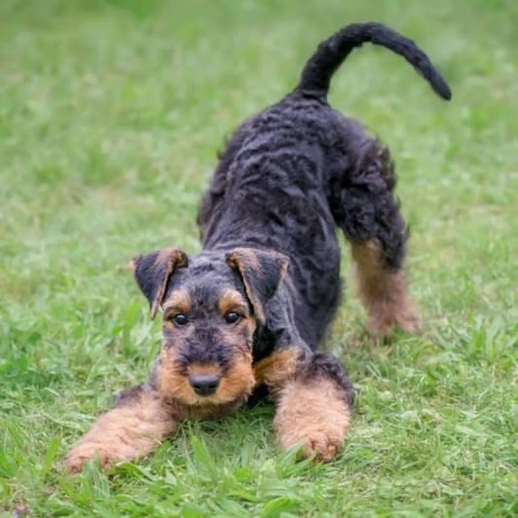 Airedale Terrier foto 3