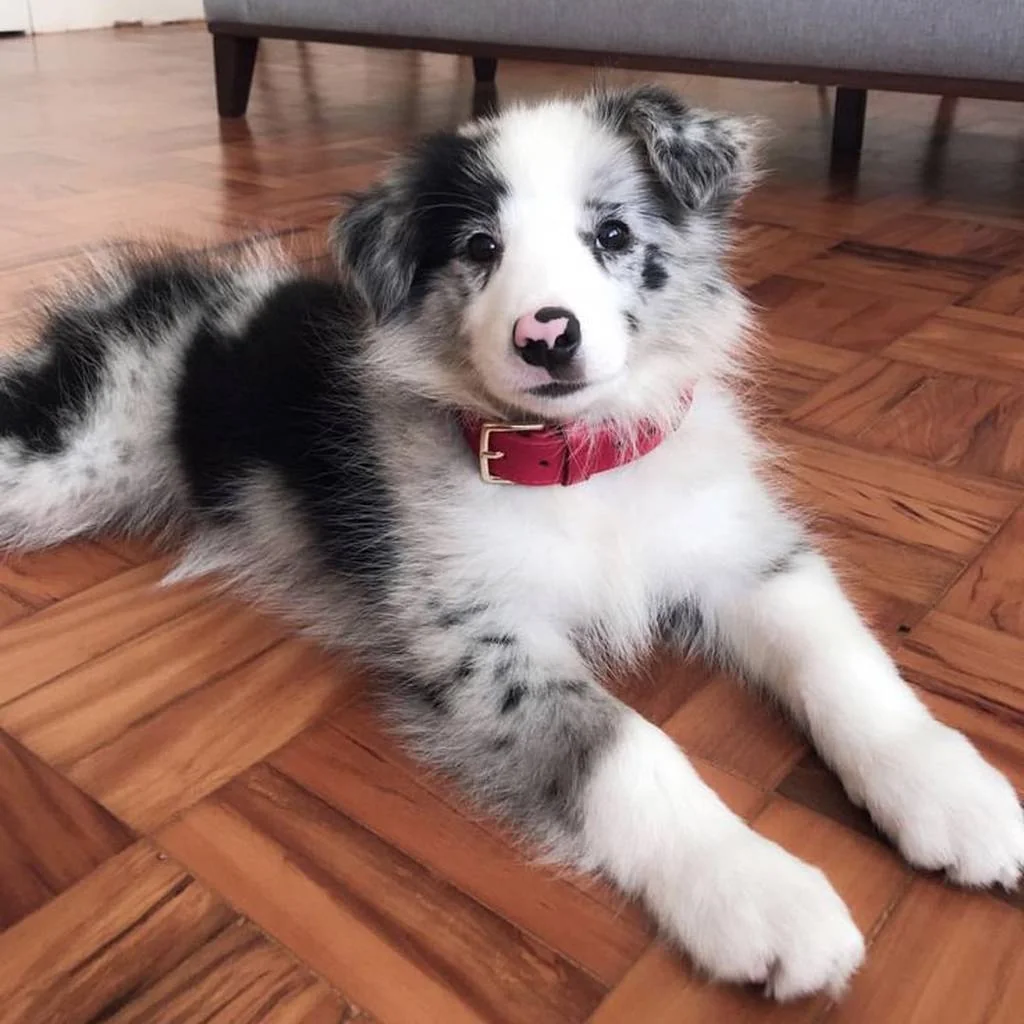 Border Collie foto 4