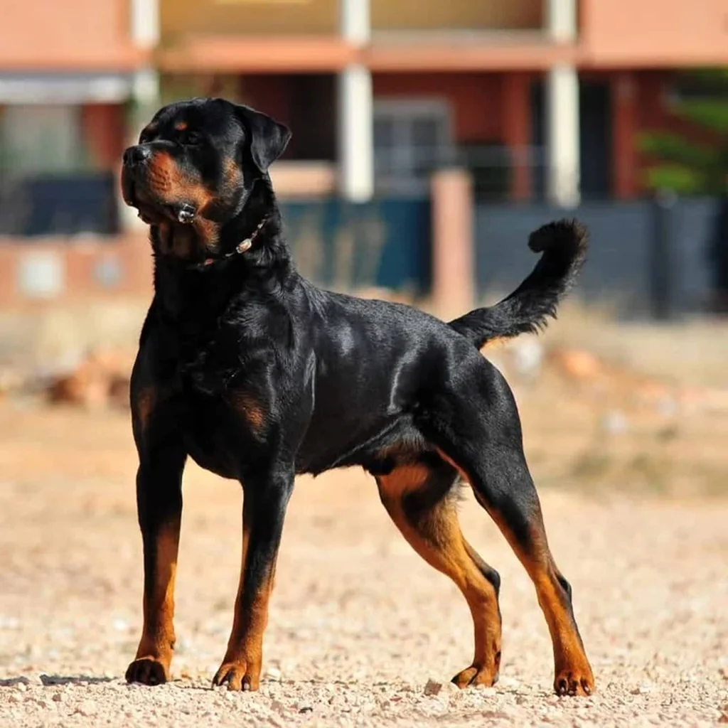 Rottweiler foto 3