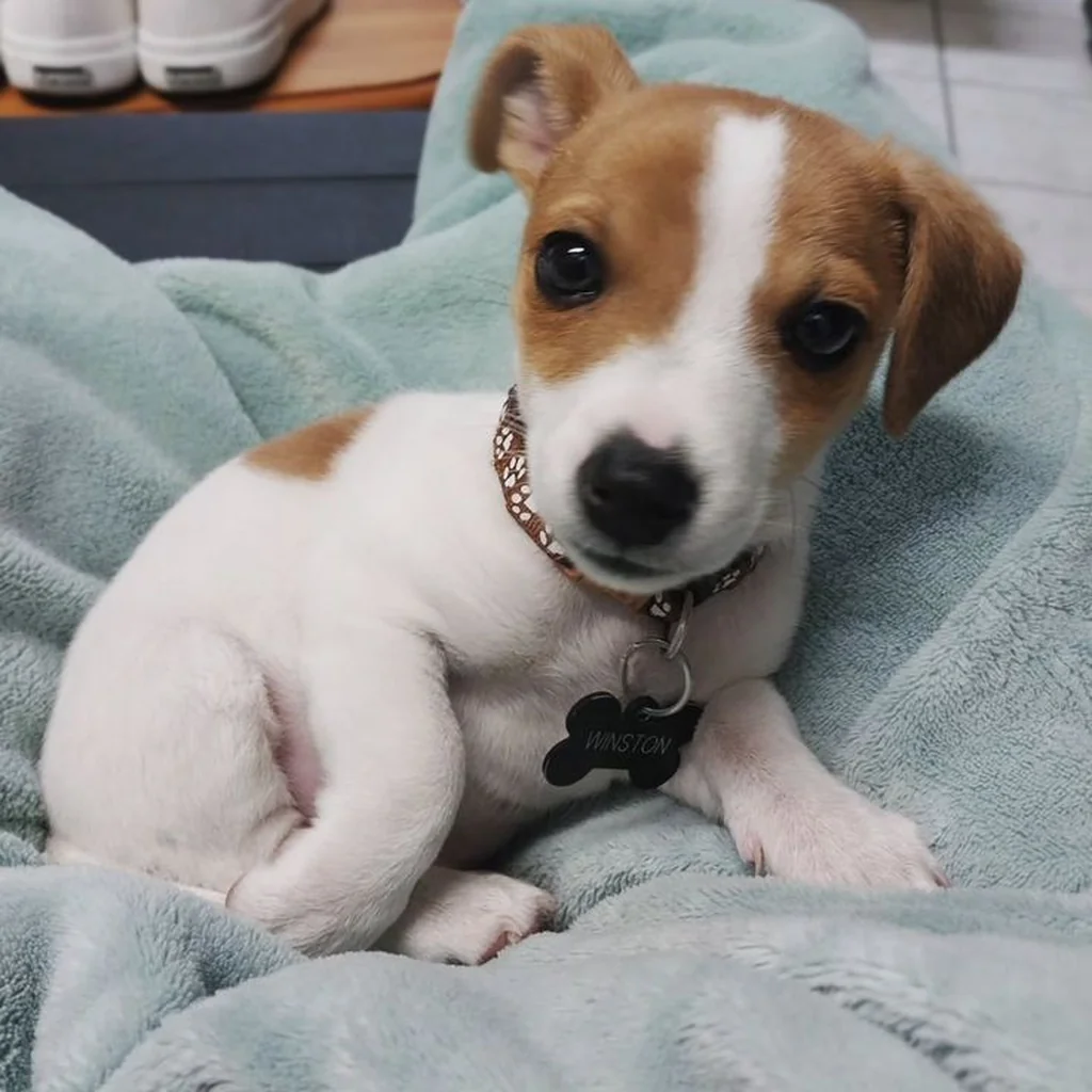 Jack Russell Terrier foto 4