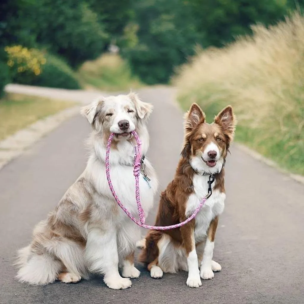 Border Collie foto 6