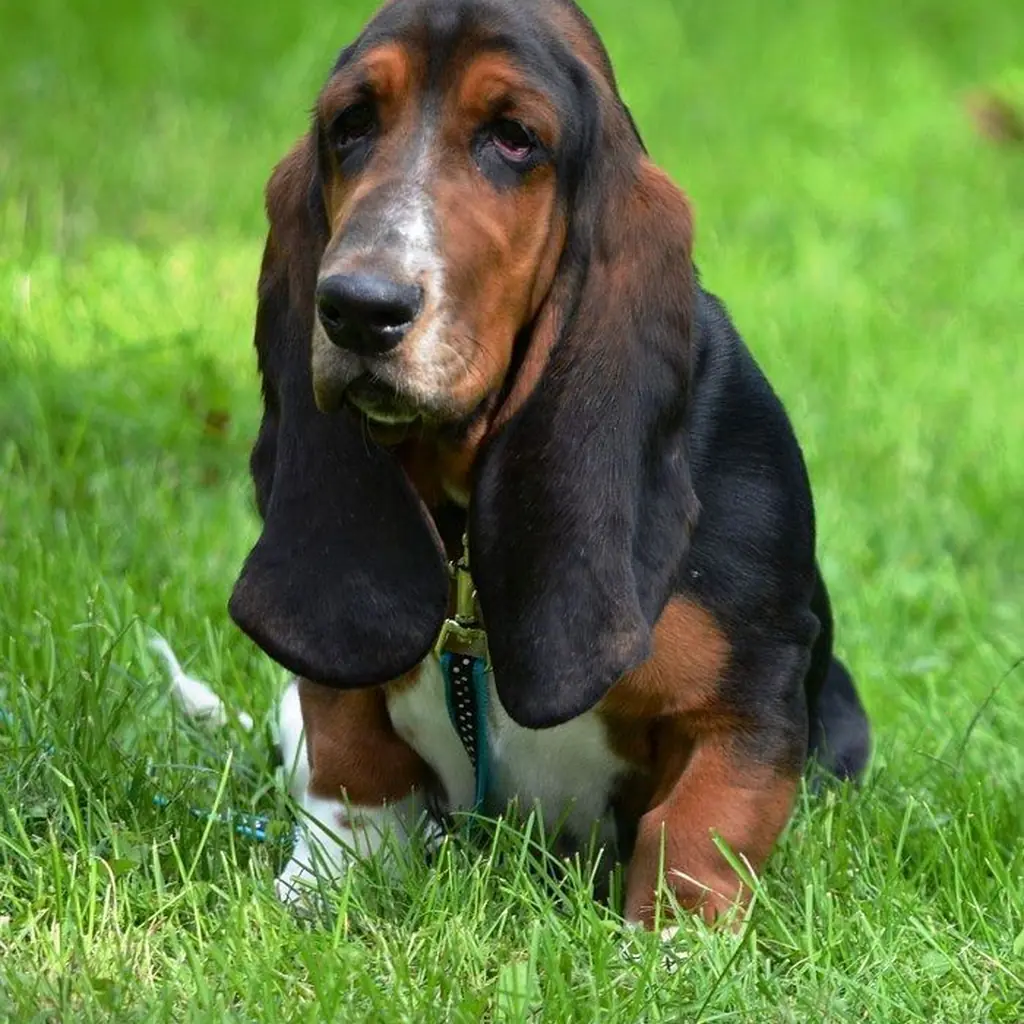 Basset Hound foto 6