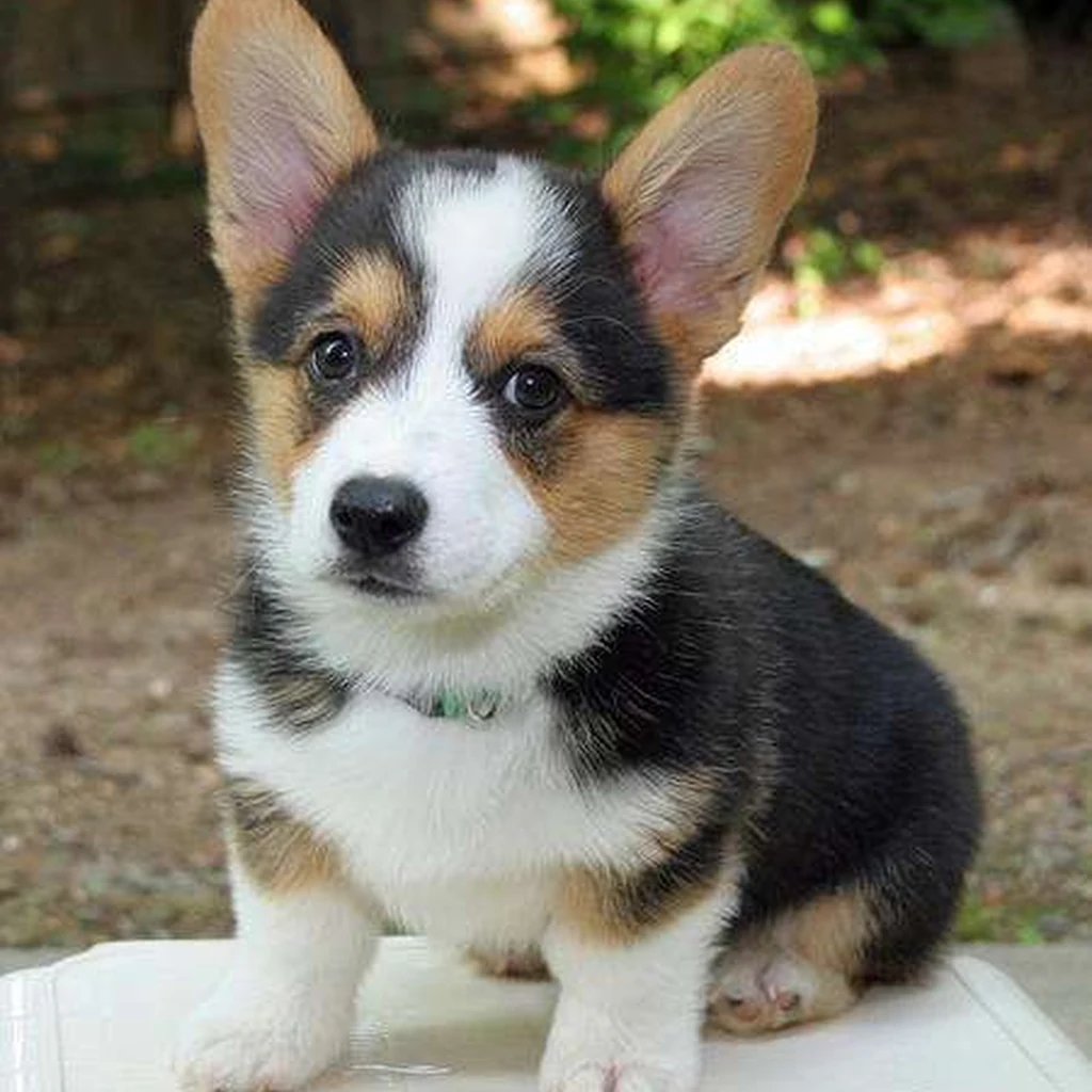 Corgi Galés de Pembroke foto 3