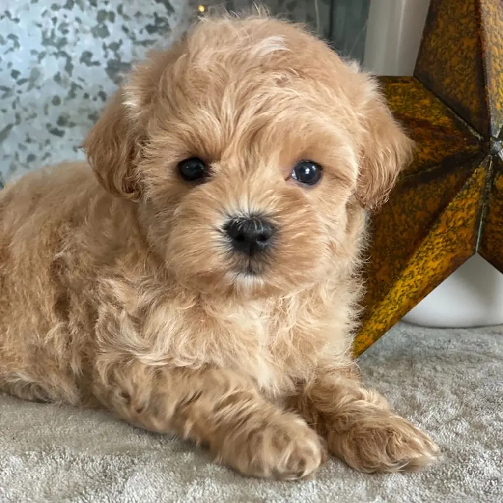 Maltipoo foto 5