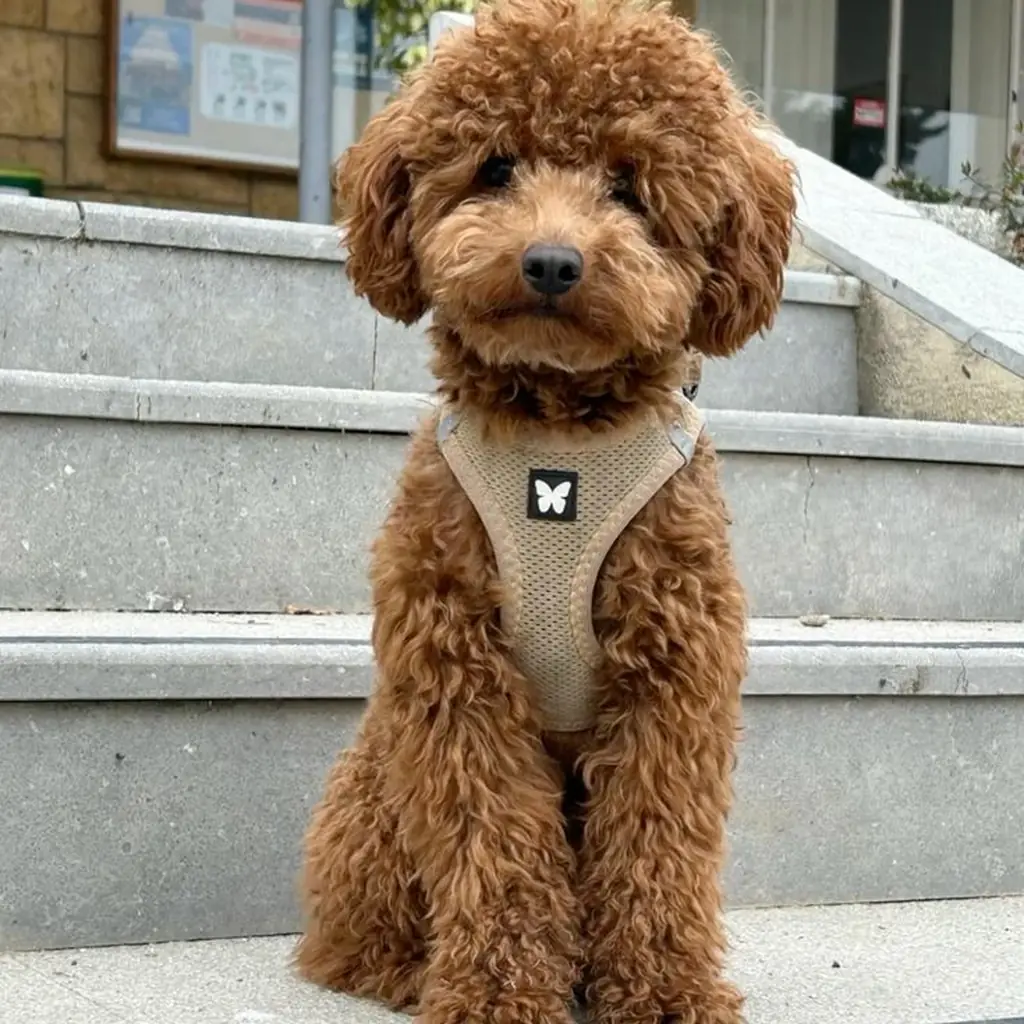 Caniche foto 6