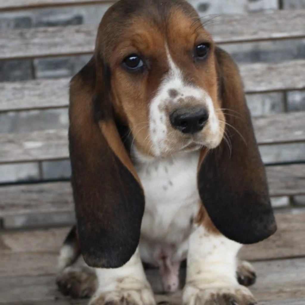 Cachorro de Basset Hound