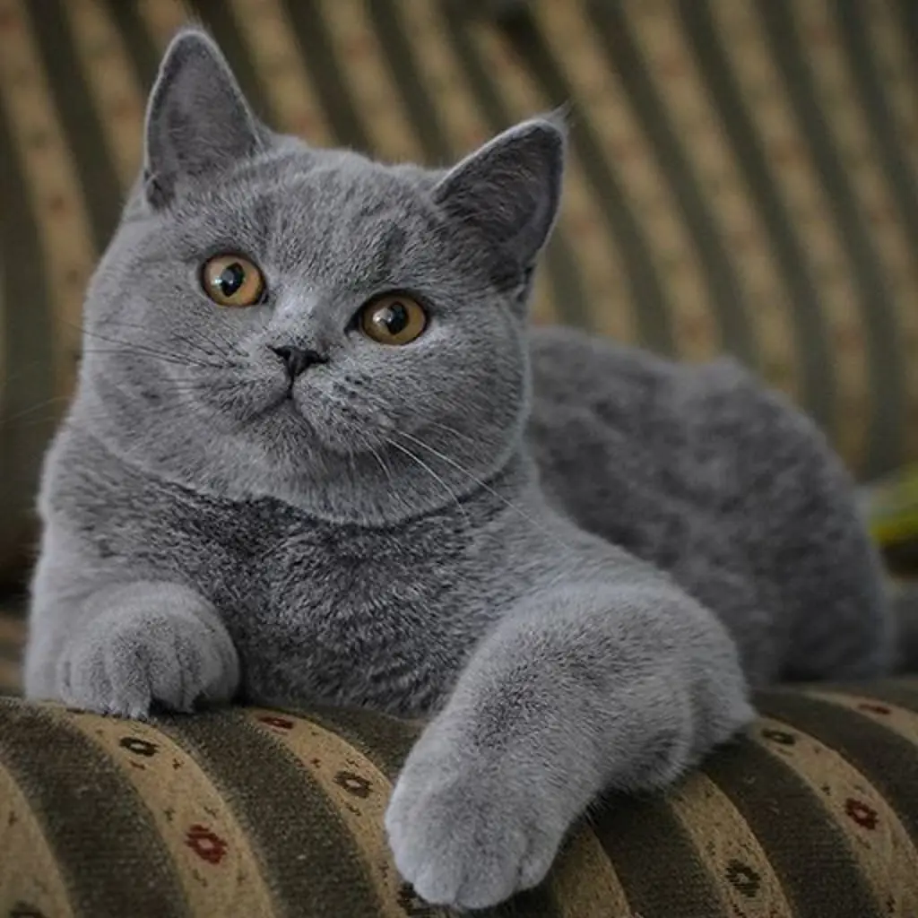 Gato de raza British Shorthair