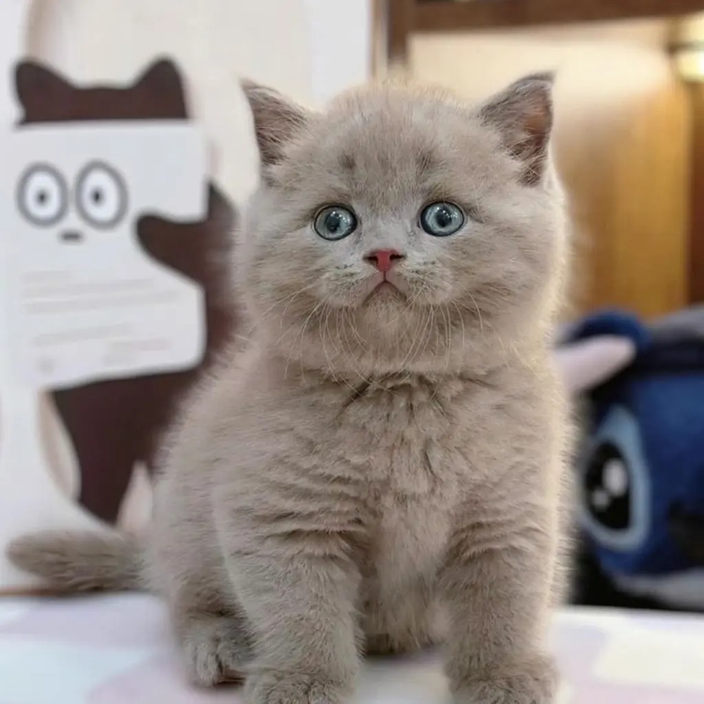 British Shorthair foto 5